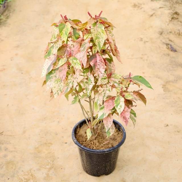 Acalypha plant with variegated leaves on a beige background Buy Indoor Plants in Gurgaon haryali: Free Next-Day Delivery