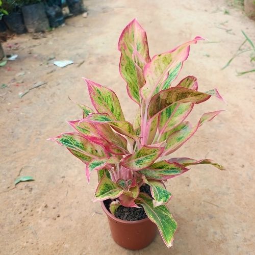 Aglonima lipstick Pink In 5 Inch Nursery Pot