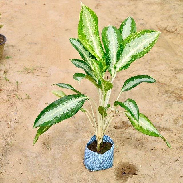 Aglaonema plant with green leaves in a blue fabric pot on a beige surface Online Plants in Gurgaon: Free Next-Day Delivery