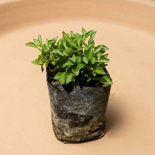 Alanthara Plant In 3 Inch Nursery Bag
