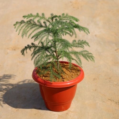 Araucaria In 8 Inch Classic Red Pot (1.5 Fit)