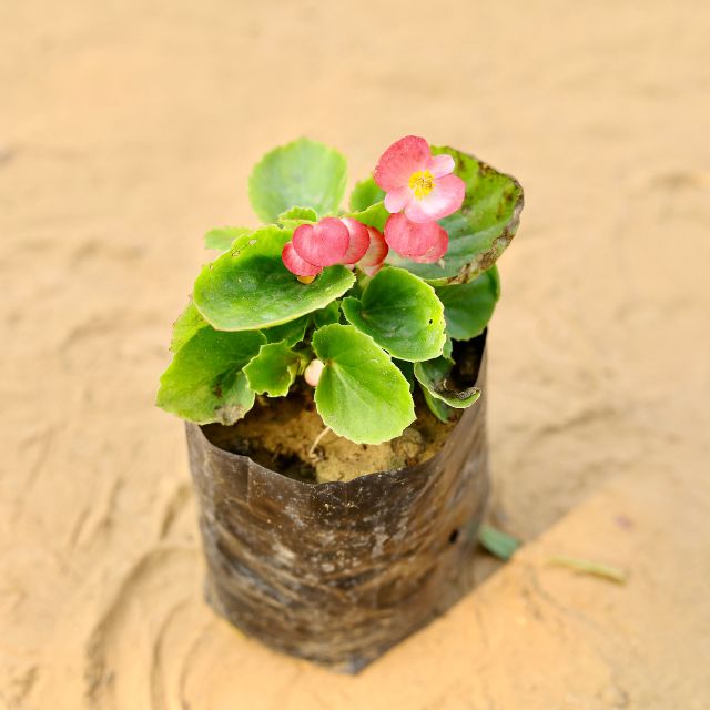 Begonia Any Colour In 4 Inch Nursery Bag