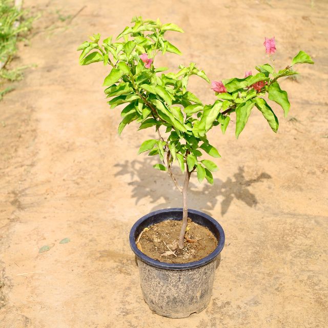 Bougainvillea Paper Flower Light Pink Plant with green leaves and small pink flowers on a sandy surface. Free Next-Day Delivery. haryali.co.in