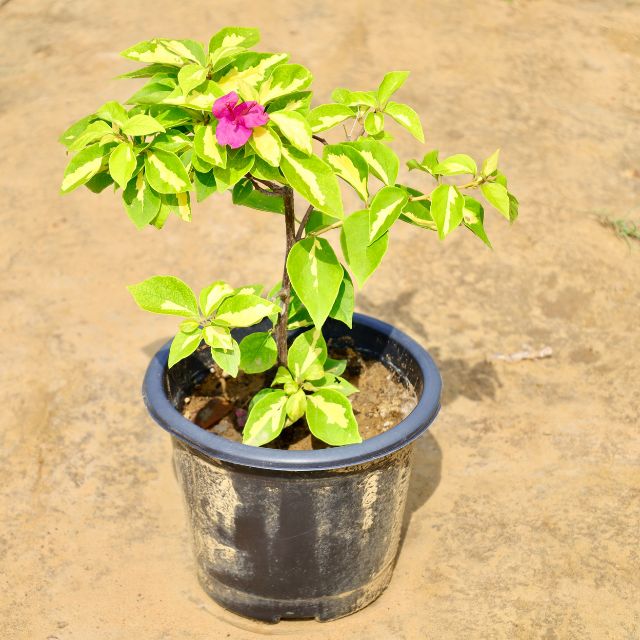 Bougainvillea Paper Flower Pink plant with green leaves and a pink flower on a beige background Buy Online Plants in Gurgaon: Free Next-Day Delivery