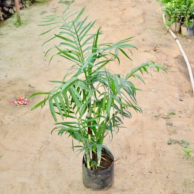 Cane Palm plant on a sandy ground with some plants in the background Buy Indoor Plants in Gurgaon haryali: Free Next-Day Delivery