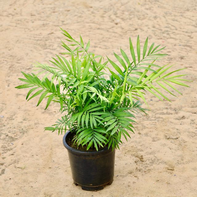 Chamaedorea Bushy Palm In 8 inch Nursery Pot