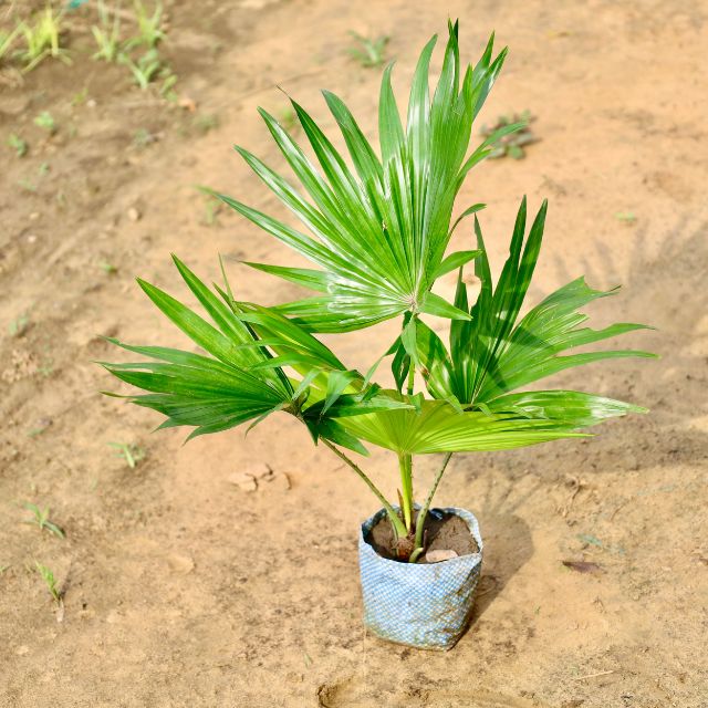 China palm plant on a sandy surface Buy Online Plants in Gurgaon: Free Next-Day Delivery
