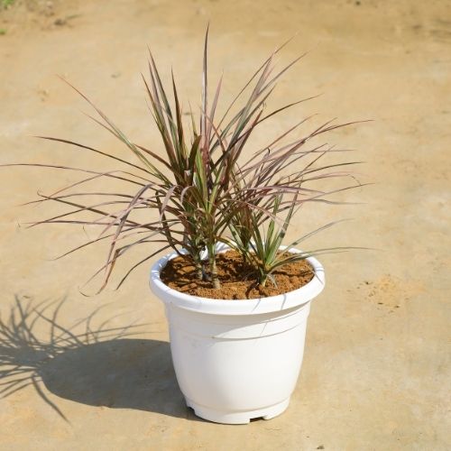 Colorama In 8 Inch White Pot