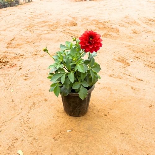 Potted plant with a red flower on a sandy surface