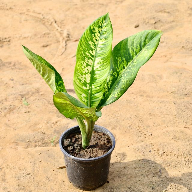 Dieffenbachia plant with green leaves on a sandy background Buy Online Plants in Gurgaon: Free Next-Day Delivery