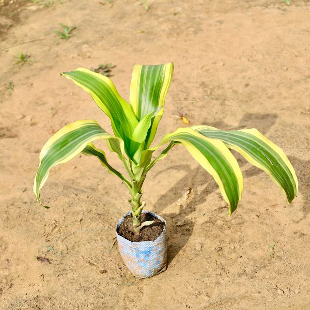 Dracaena Victoria plant with green and yellow leaves on a sandy background