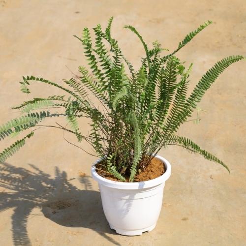 Fern Green In 8 Inch Petu white Pot