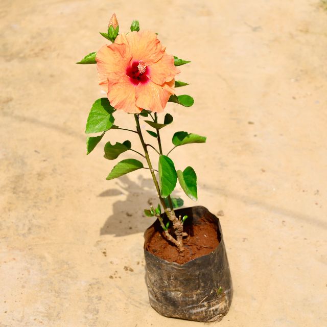 Potted plant with a peach-colored flower on a beige background