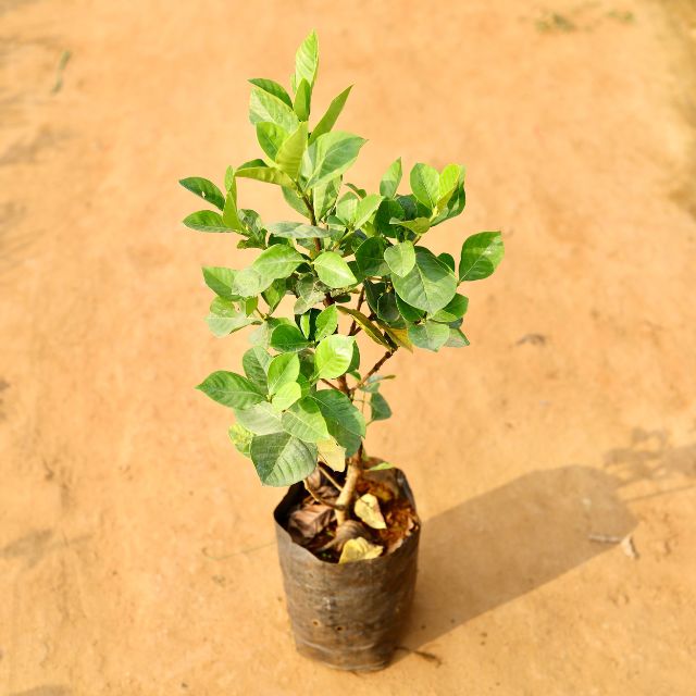 Gandharaj Plant In 7 Inch Nursery Pot