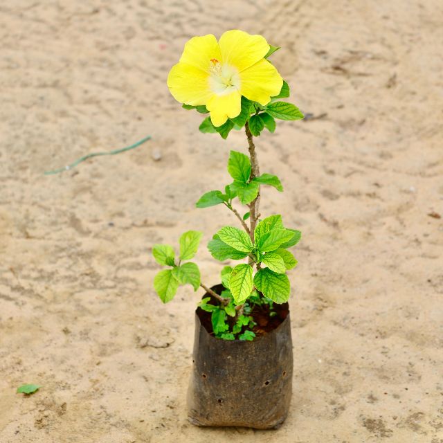 Hibiscus Yellow In 7 inch Nursery Bag