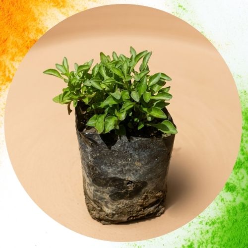 Alternanthera Any Colour In 3 Inch Nursery Bag