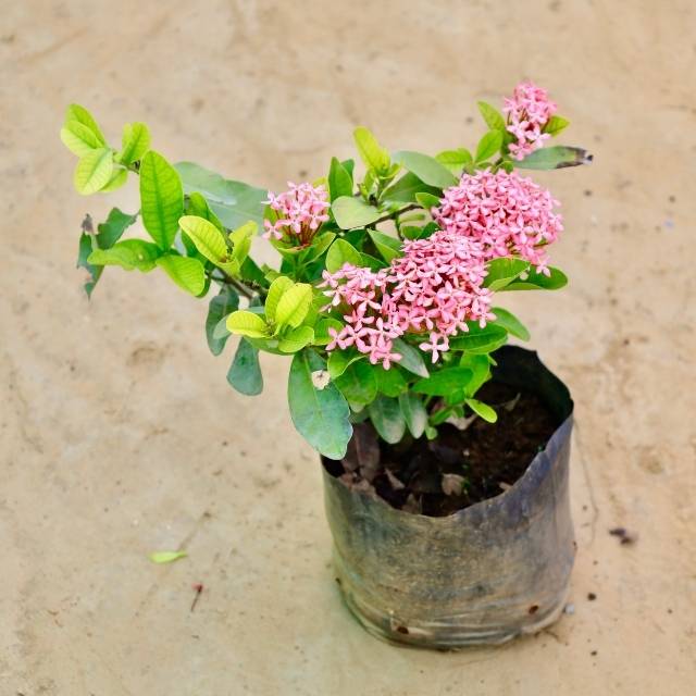 Ixora Pink In 6 inch Nursery Bag