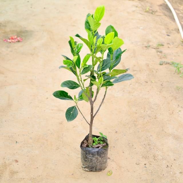 Jackfruit plant on a sandy surface Buy Indoor Plants in Gurgaon haryali: Free Next-Day Delivery