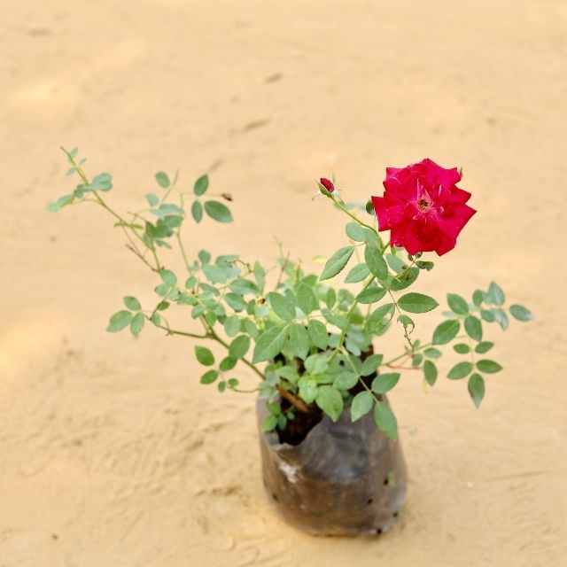 Kashmiri Rose Red In 6 Inch Nursery Bag