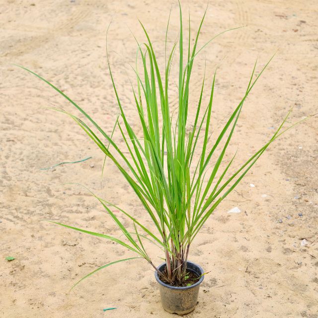 Lemongrass In 6 inch Nursery Pot