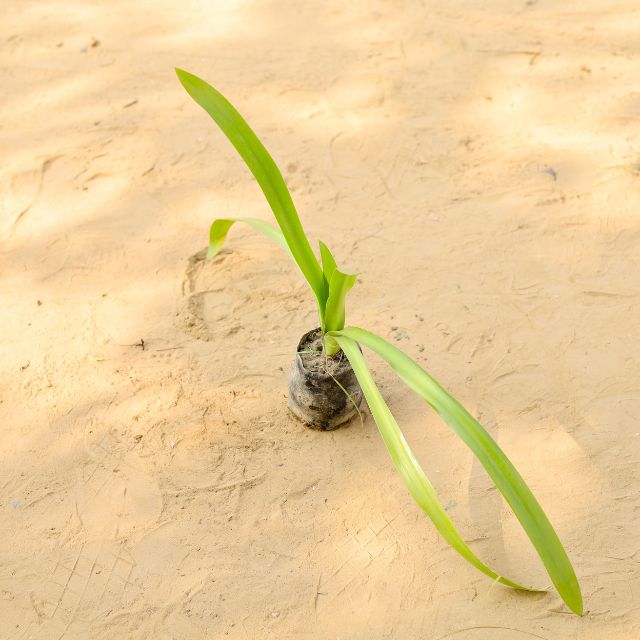 Lily Plant Any Color In 4 Inch Nursery Bag