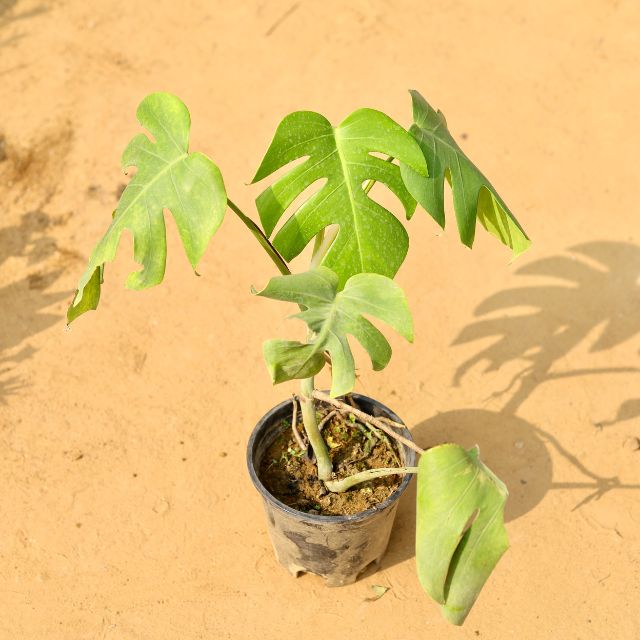 6 inch monstera plant Monstera Plant In 6 Inch Nursery Pot – Haryali : Apna Plant Store