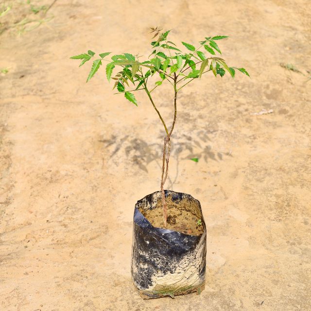 Neem tree planted in a black pot on a beige background Buy Online Plants in Gurgaon: Free Next-Day Delivery