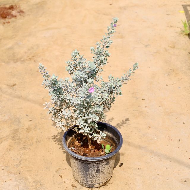 Potted plant with grayish-green leaves on a beige surface