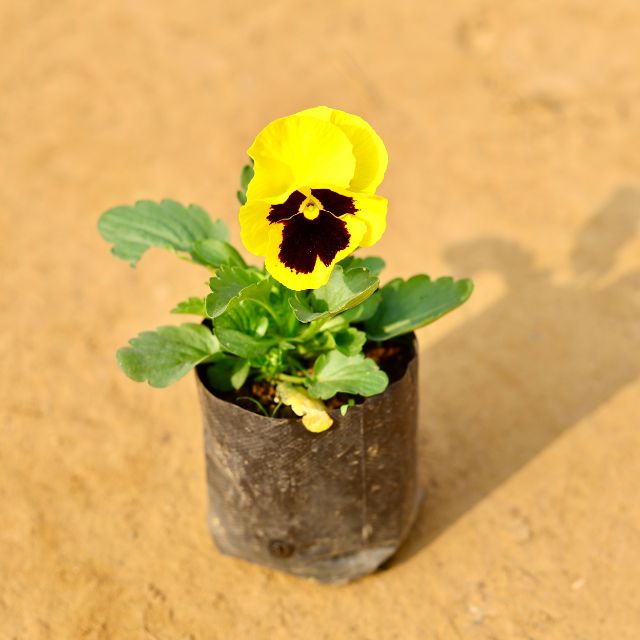 Pansy Any Colour In 4 Inch Nursery Bag