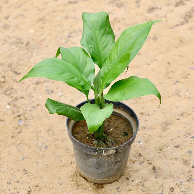 peace lily store Peace Lily in 6 inch Nursery Pot – Haryali : Apna Plant Store