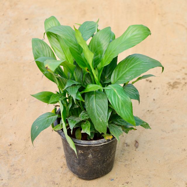 8 inch peace lily Peace Lily in 8 Inch Nursery Pot – Haryali : Apna Plant Store