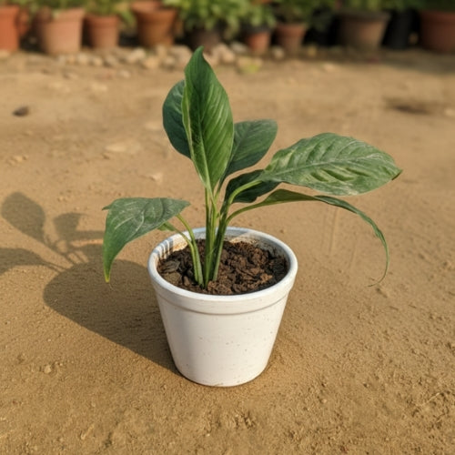 Peace Lily indoor plant with white flowers in pot – Haryali Apna Plant Store