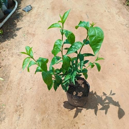 Rat ki Rani In 7 Inch Nursery Bag