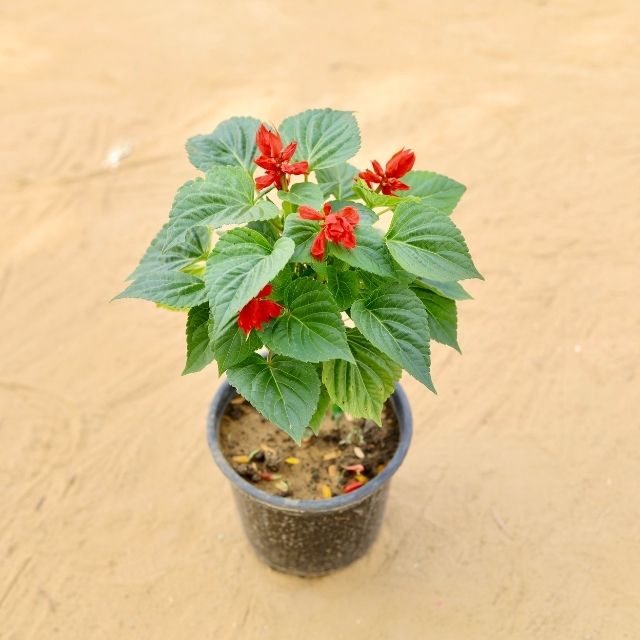 Salvia Red In 6 Inch Nursery Pot