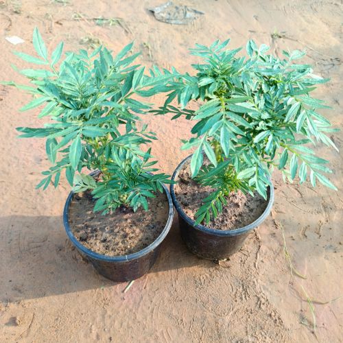 Set Of 2 Marigold | Genda Any Color In 6 Inch Pot