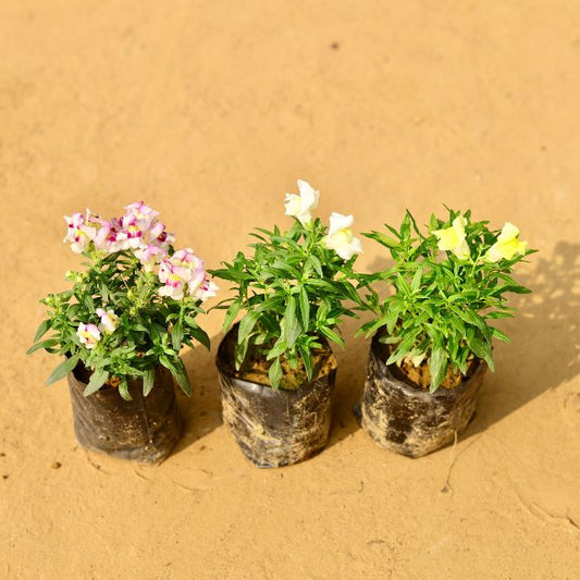 Set Of 3 Doge Flower Any Colour In 4 Inch Nursery Bag