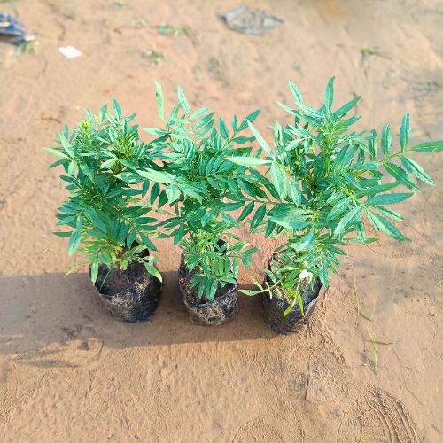 Set Of 3 Marigold | Genda Any Color In 4 Inch Bag