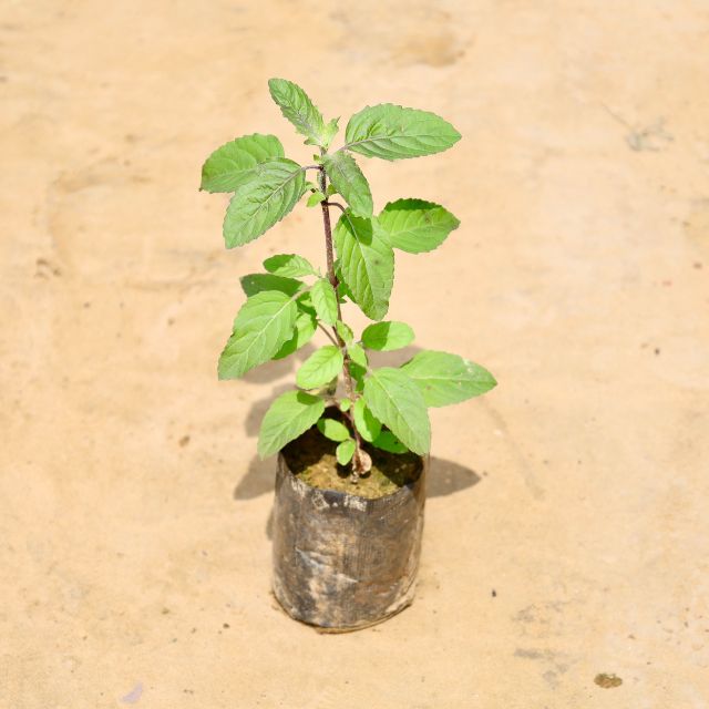 tulsi plant in pot Tulsi In 4 Inch Nursery Bag – Haryali : Apna Plant Store