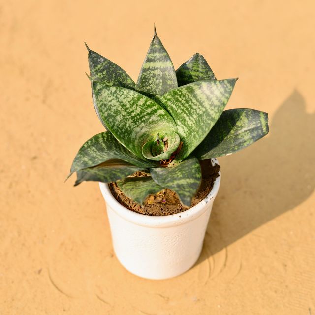 Potted plant with green leaves on a beige background
