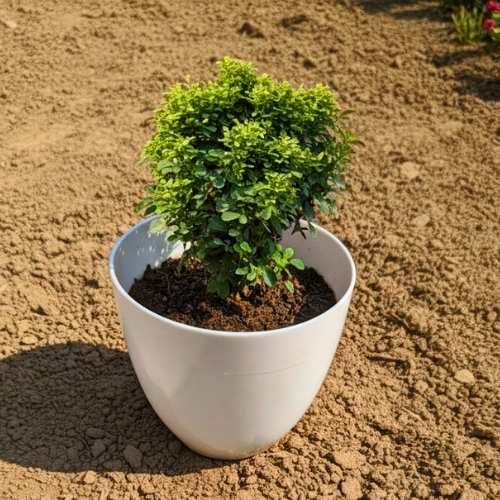 Table Kamini In 4 Inch White Plastic Pot