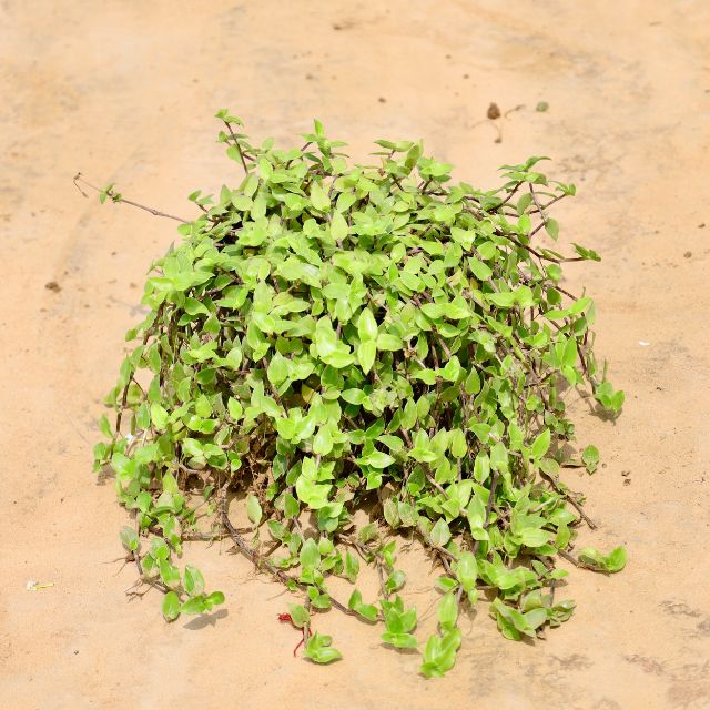 Turtle Vine plant on a beige background Buy Online Plants in Gurgaon: Free Next-Day Delivery
