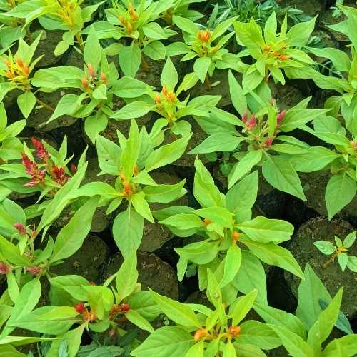 Set Of 3 Celosia Any Color In 4 In Inch Nursery Bag