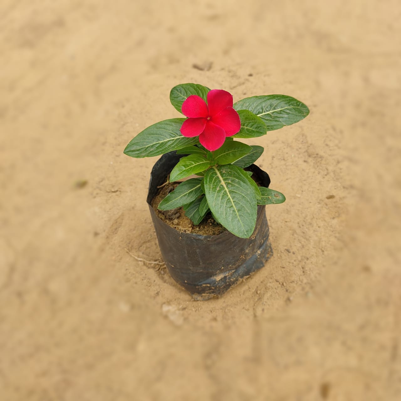 Vinca | Sadabahar | Periwinkle Any Color In 4 inch Nursery Bag