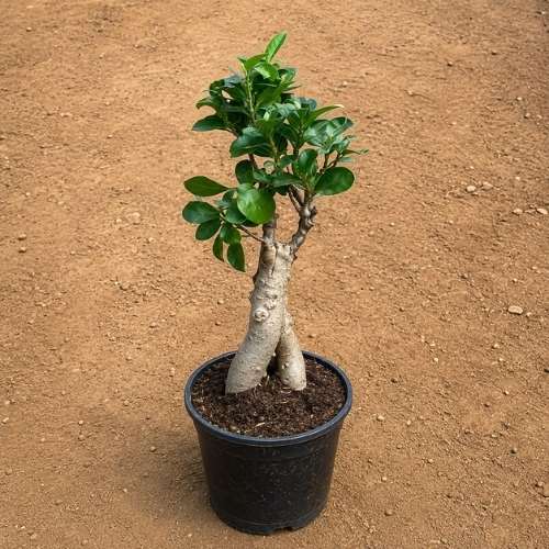 Ficus Bonsai In 4 Inch Nursery Bag