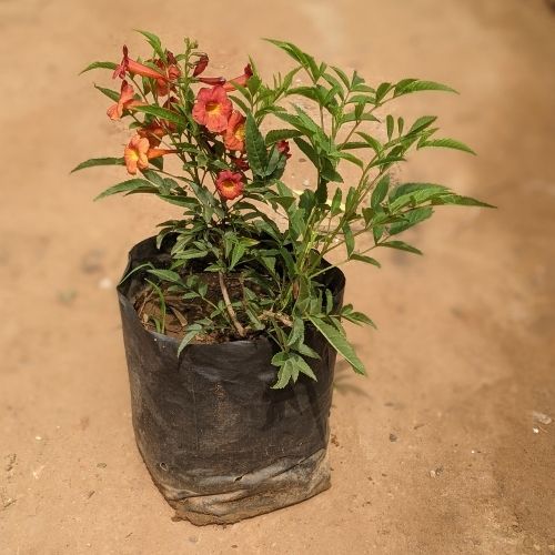 Tecoma Red in 6 Inch Nursery Bag