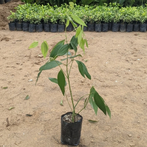 Tej Patta / Bay Leaf In 4 Inch Nursery Bag