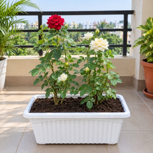 English Rose Any Colour In 15 × 6 Rectangle White Pot