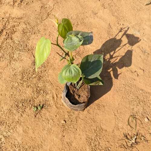 Oxyscodium Green Money Plant 4 Inch Nursery Bag