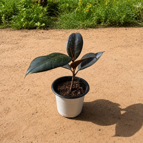 Rubber Plant Black In 4 Inch Nursery Pot