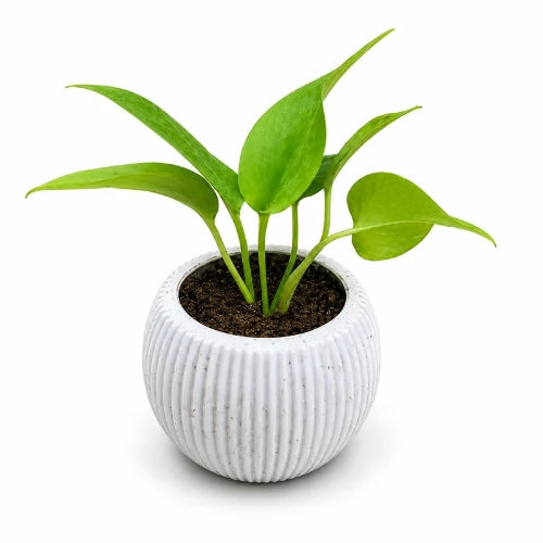 Money Plant In 4 Inch White Round Plastic Pot